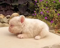 Candi pink , a female French Bulldog for sale in Berlin, OH – 4 of 6