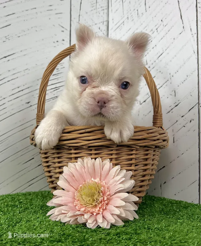 Cassie – French Bulldog puppy for sale in Berlin, OH