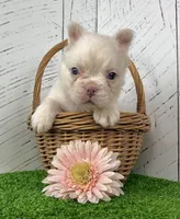 Cassie, a female French Bulldog for sale in Berlin, OH – 1 of 4