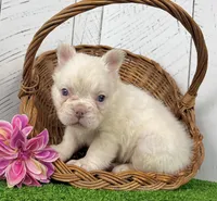 Cassie, a female French Bulldog for sale in Berlin, OH – 2 of 4