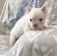 Cassie, a female French Bulldog for sale in Berlin, OH – 3 of 4