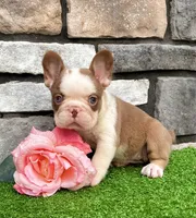 Addi, a female French Bulldog for sale in Berlin, OH – 4 of 5