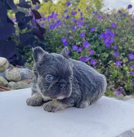 Allie, a female French Bulldog for sale in Berlin, OH – 2 of 5