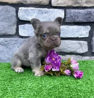 Brock, a male French Bulldog for sale in Berlin, OH – 4 of 5