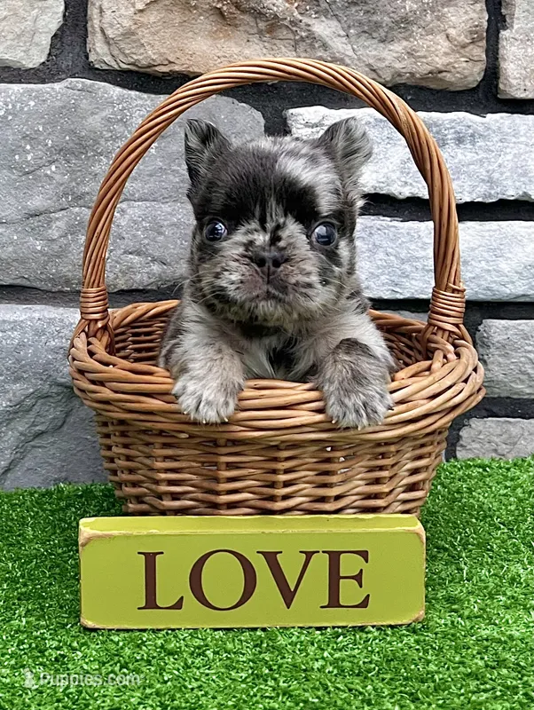 Turbo, a male French Bulldog for sale in Berlin, OH – 1 of 4