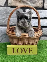 Turbo, a male French Bulldog for sale in Berlin, OH – 1 of 4