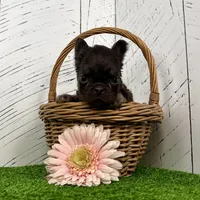 Kate, a female French Bulldog for sale in Berlin, OH – Photo 3 of 3