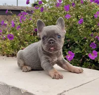 Hope, a female French Bulldog for sale in Berlin, OH – 4 of 7