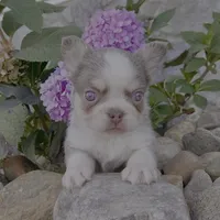 Zack, a male French Bulldog for sale in Berlin, OH – Photo 3 of 3