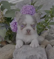 Zack, a male French Bulldog for sale in Berlin, OH – Photo 3 of 3