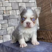 Zack, a male French Bulldog for sale in Berlin, OH – Photo 1 of 3