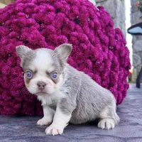 Zack, a male French Bulldog for sale in Berlin, OH – Photo 2 of 3