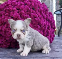 Zack, a male French Bulldog for sale in Berlin, OH – Photo 2 of 3