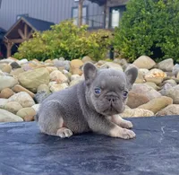 Alex, a male French Bulldog for sale in Berlin, OH – 2 of 6