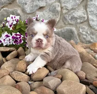 Master, a male French Bulldog for sale in Berlin, OH – 5 of 6