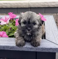 Nancy, a female Havanese for sale in Berlin, OH – 2 of 7