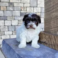 Annie, a female Havanese for sale in Berlin, OH – Photo 4 of 5