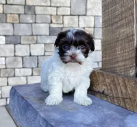 Annie, a female Havanese for sale in Berlin, OH – Photo 4 of 5