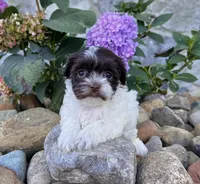 Annie, a female Havanese for sale in Berlin, OH – Photo 3 of 5