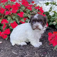 Annie, a female Havanese for sale in Berlin, OH – Photo 1 of 5