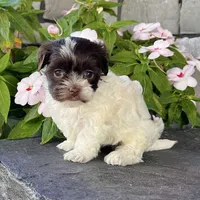 Annie, a female Havanese for sale in Berlin, OH – Photo 5 of 5