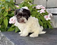 Annie, a female Havanese for sale in Berlin, OH – Photo 5 of 5