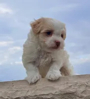 Benji, a male Havanese for sale in Berlin, OH – Photo 3 of 8