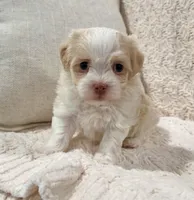 Benji, a male Havanese for sale in Berlin, OH – Photo 4 of 8