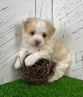 Benji, a male Havanese for sale in Berlin, OH – Photo 5 of 8