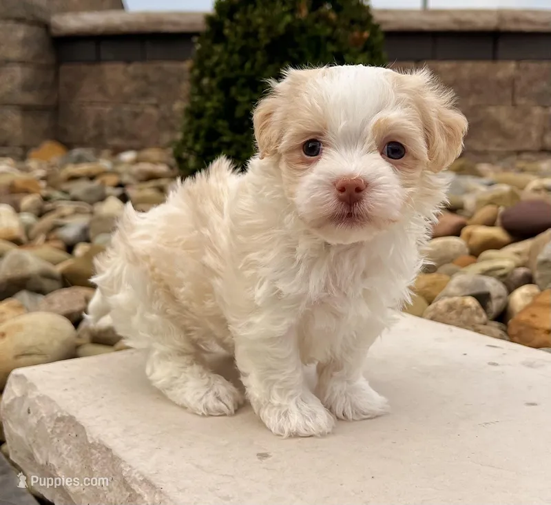Benji – Havanese puppy for sale in Berlin, OH