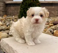 Benji, a male Havanese for sale in Berlin, OH – Photo 1 of 8
