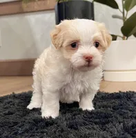 Benji, a male Havanese for sale in Berlin, OH – Photo 2 of 8