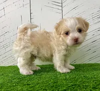 Benji, a male Havanese for sale in Berlin, OH – Photo 6 of 8