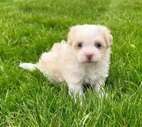 Benji, a male Havanese for sale in Berlin, OH – Photo 8 of 8