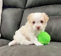 Benji, a male Havanese for sale in Berlin, OH – Photo 7 of 8