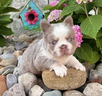 Master, a male French Bulldog for sale in Berlin, OH – 2 of 6