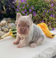 Fancy, a female French Bulldog for sale in Berlin, OH – 2 of 6