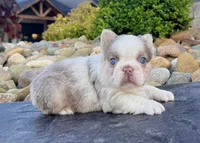 Mercedes , a female French Bulldog for sale in Berlin, OH – 2 of 6