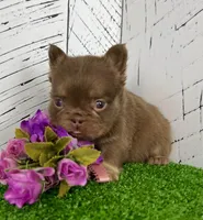 Savannah Rojo Fluffy, a female French Bulldog for sale in Berlin, OH – Photo 2 of 5