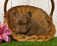Savannah Rojo Fluffy, a female French Bulldog for sale in Berlin, OH – Photo 1 of 5