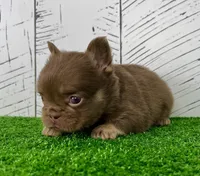 Savannah Rojo Fluffy, a female French Bulldog for sale in Berlin, OH – Photo 3 of 5