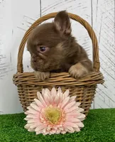 Savannah Rojo Fluffy, a female French Bulldog for sale in Berlin, OH – Photo 5 of 5