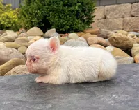 Crystal pink, a female French Bulldog for sale in Berlin, OH – 2 of 5