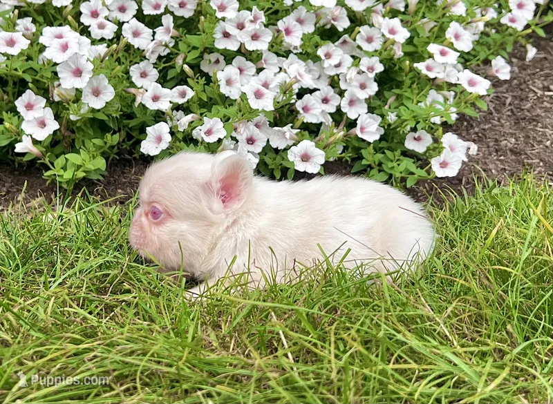 Candi pink  – French Bulldog puppy for sale in Berlin, OH