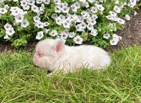 Candi pink , a female French Bulldog for sale in Berlin, OH – 1 of 6