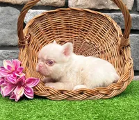 Candi pink , a female French Bulldog for sale in Berlin, OH – 2 of 6