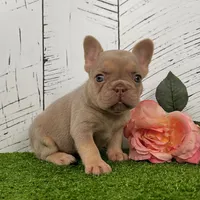 Pollie, a female French Bulldog for sale in Berlin, OH – Photo 5 of 6