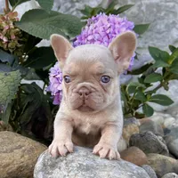 Pollie, a female French Bulldog for sale in Berlin, OH – Photo 2 of 6