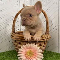 Pollie, a female French Bulldog for sale in Berlin, OH – Photo 6 of 6