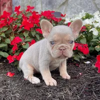 Pollie, a female French Bulldog for sale in Berlin, OH – Photo 1 of 6
